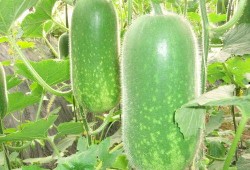 网红大瓜博雅吃瓜视频最全观看,全网最全大瓜集锦，一网打尽网红热点